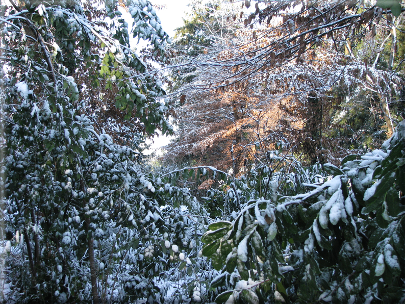 foto Parco Sebellin in Inverno